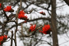 Erythrina stricta